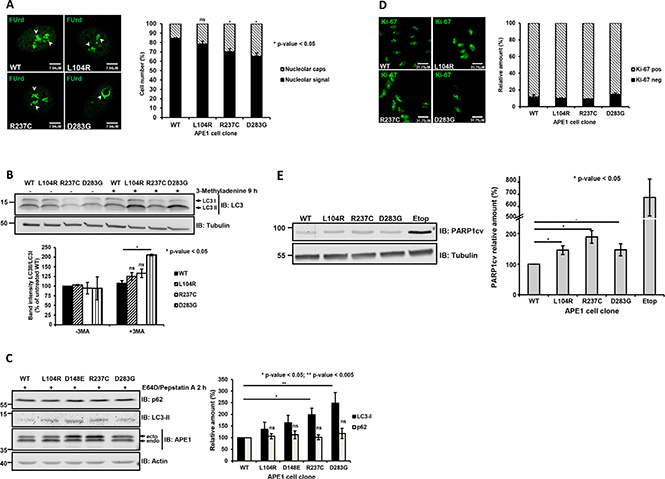 Impaired rRNA biogenesis and induction of autophagy in HeLa cells expressing APE1 genetic variants.