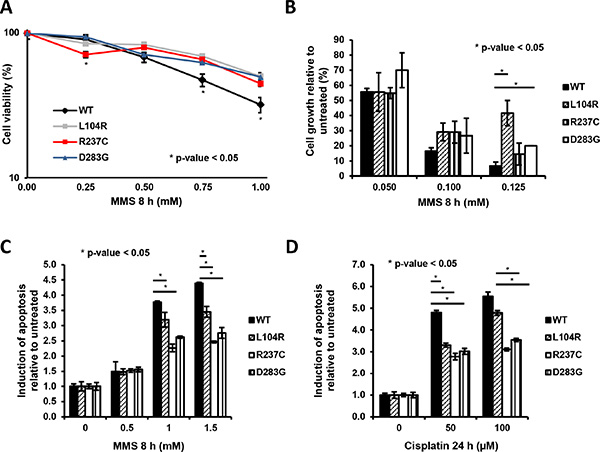 Clones expressing APE1 genetic variants are less sensitive towards genotoxic damage.