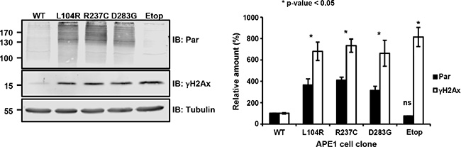 Expression of APE1 variants leads to a basal activation of the DNA damage response.