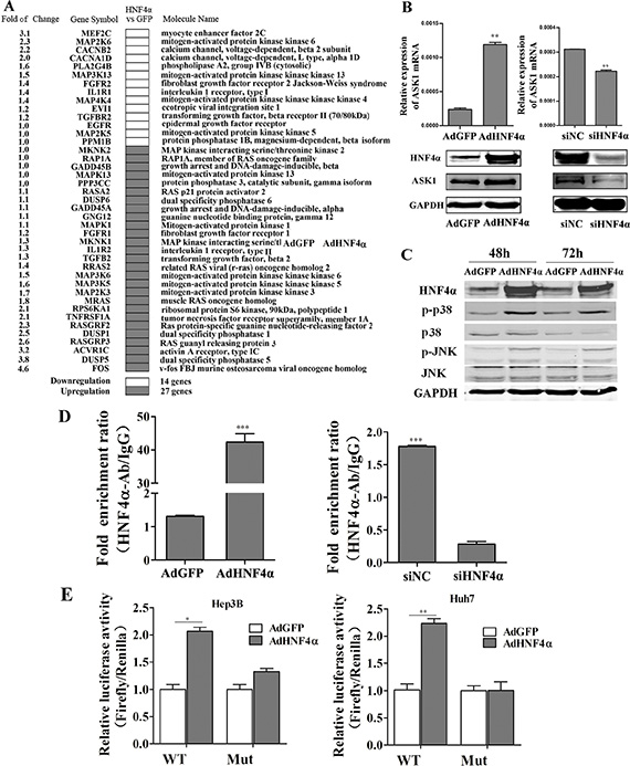 HNF4&#x03B1; regulates the MAPK signaling pathway and activates ASK1 by binding to its promoter.