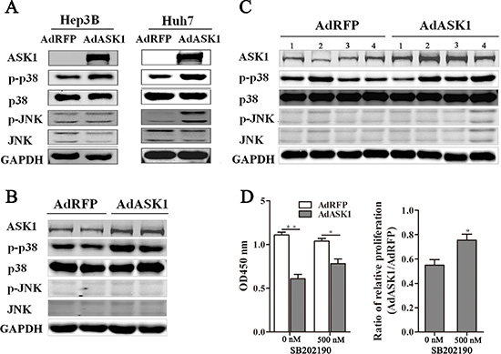 ASK1 overexpression increases p38 phosphorylation.