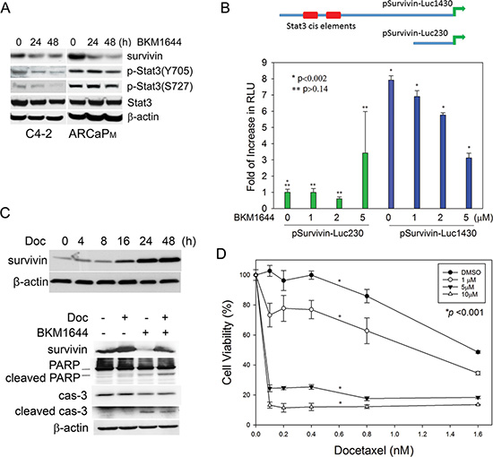 BKM1644 inhibits survivin expression through a Stat3-dependent mechanism.