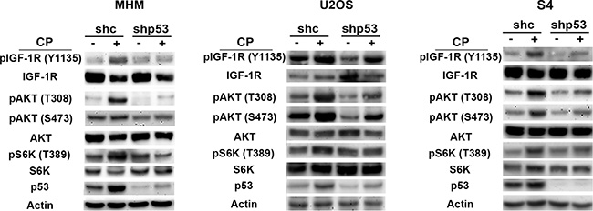 p53 contributes to IGF-1R/AKT/mTORC1 activation.