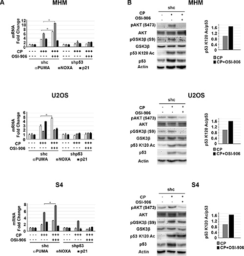 IGF-1R inhibition increases p53 dependent apoptotic gene expression.