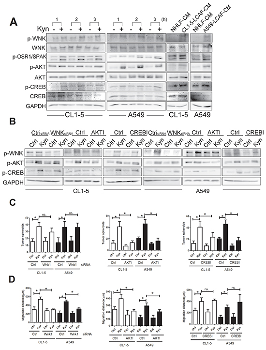 AKT/CREB and AKT/WNK1 pathways mediated Kyn-mediated cell proliferation and migration.