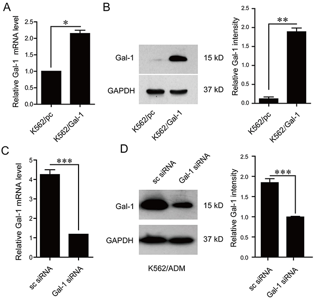 Effects of galectin-1 on drug resistance.