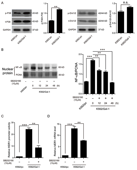 Galectin-1 induces MDR1 expression via P38 MAPK activation and NF-&#x03BA;B translocation.