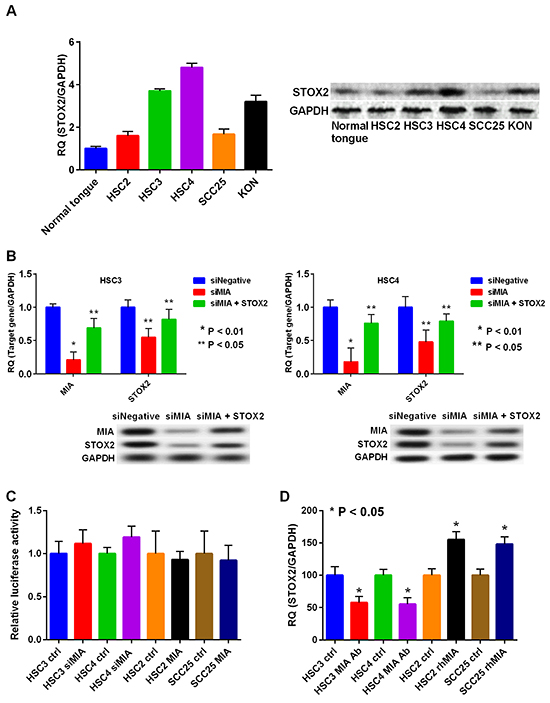 Expression and regulation of STOX2 in OSCC cells.