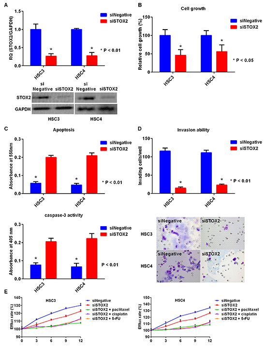 Effect of STOX2 knockdown treatment in OSCC cells.