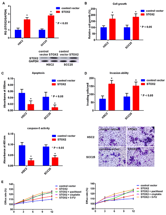 Effect of upregulation of STOX2 in OSCC cells.