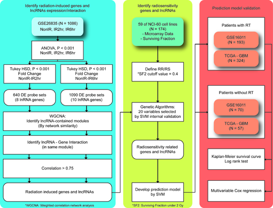 Proposed workflow to identify differentially expressed genes and lncRNAs triggered by radiation exposure.