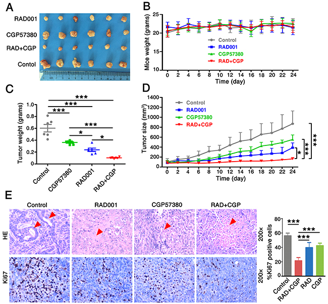 Concomitant treatment with CGP57380 and RAD001 inhibits growth of lung cancer tumor in vivo.
