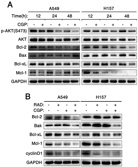 Combination of targeting both mTOR signaling and Mnk/eIF4E pathway induces apoptosis through an intrinsic mitochondrial pathway.