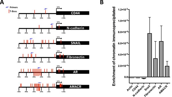 Brachyury directly binds to the promoter regions of Snail, Fibronectin, AMACR and AR.