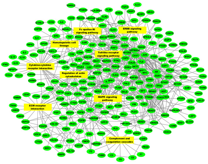 Protein-protein interaction network of skin wound healing genes.