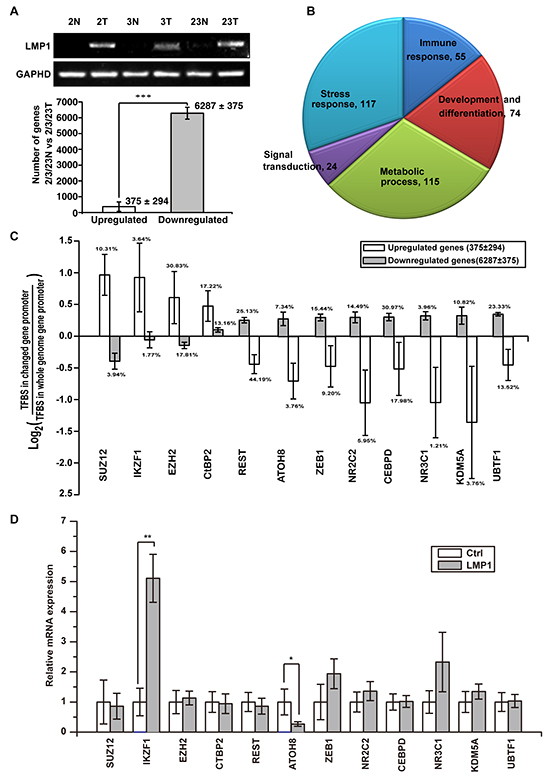 Widespread gene repression in LMP1-positive NPC contributes to tumorigenicity.