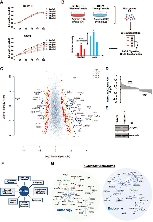 SILAC analysis reveals ATG9A as a potential regulator of trastuzumab resistance.