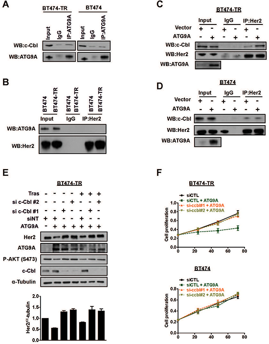 ATG9A induces Her2 protein degradation via c-Cbl E3 ubiquitin ligase.