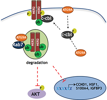 Schematic model of ATG9A&#x2019;s role in trastuzumab resistant cells.