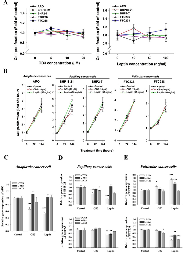 Effect of OB3 and leptin peptide on cell proliferation and proliferative gene expression in thyroid cancer cell lines.