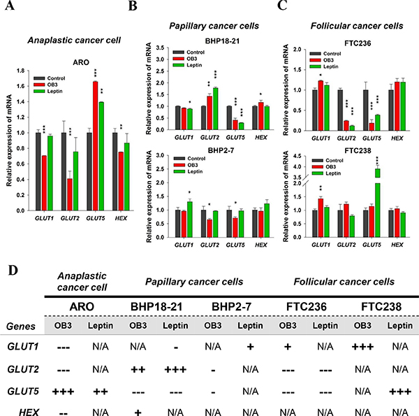 Effect of OB3 and leptin peptides on expression of genes relevant to metabolism in thyroid cancer cell lines.