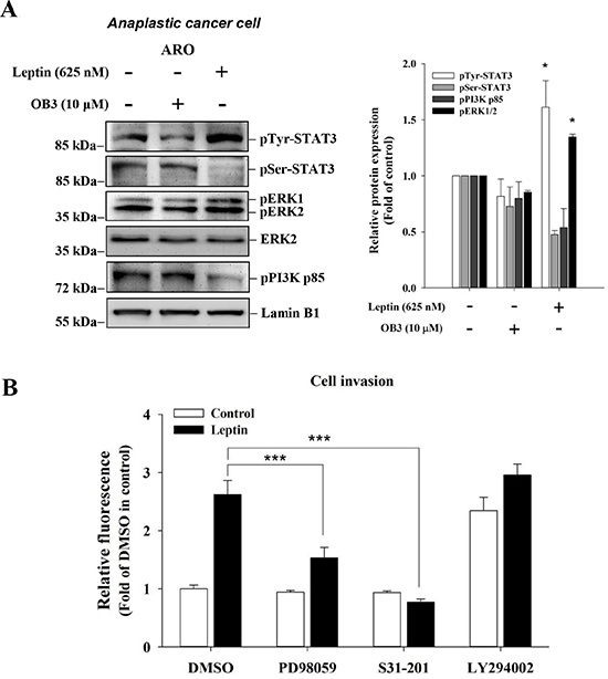 Signal transduction system activation is involved in leptin-induced invasion in anaplastic thyroid cancer cells.