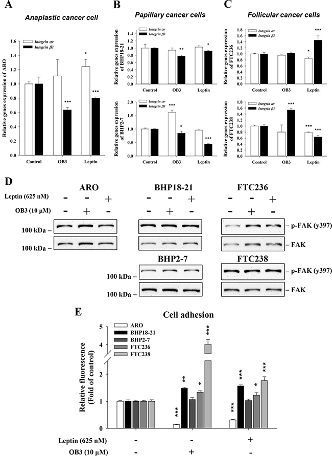 Effect of OB3 and leptin peptides on integrin &#x03B1;v&#x03B2;3 gene expression, FAK activation and adhesion in thyroid cancer cell lines.