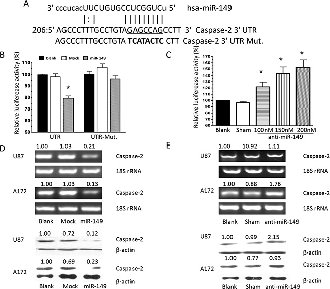 Caspase-2 is a functional target of miR-149 in U87-MG and A172 cells.