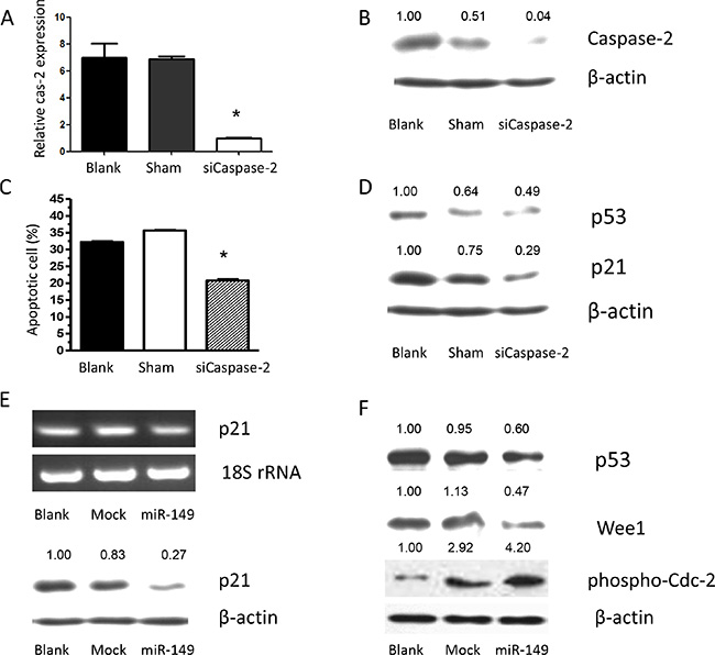 Caspase-2 deficiency caused by miR-149 expression contributes to temozolomide-induced apoptosis resistance via p21 and p53 inhibition.