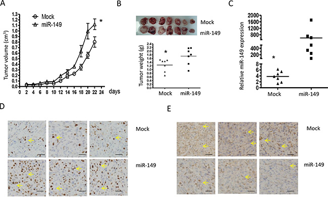 Elevated miR-149 expression in U87-MG cells promotes tumor growth and proliferation in vivo.