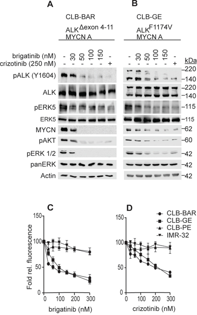 Brigatinib inhibits ALK activity and proliferation of ALK addicted neuroblastoma cell lines.