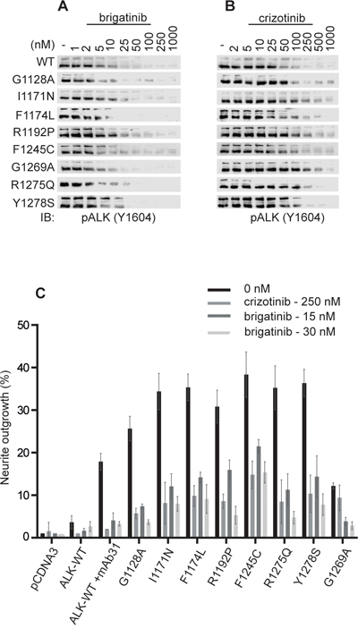 Brigatinib effectively blocks ALK activation and ALK-mediated neurite outgrowth in PC12 cells.