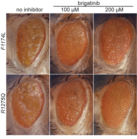 Effect of brigatinib on ALK gain-of-function rough eye phenotypes in a Drosophila ALK model.