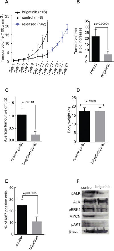 Effect of brigatinib in a xenograft neuroblastoma model.