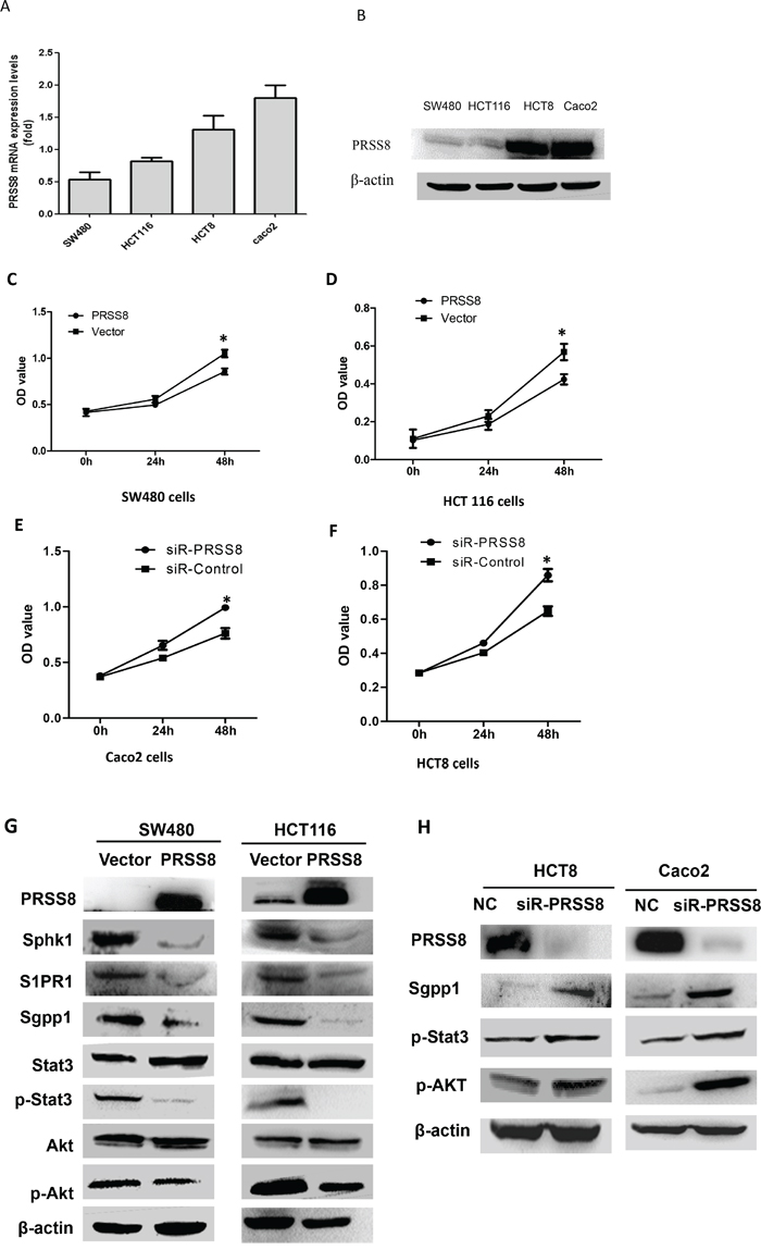 Differential expression and biological functions of PRSS8 in human colorectal cancer cell lines.