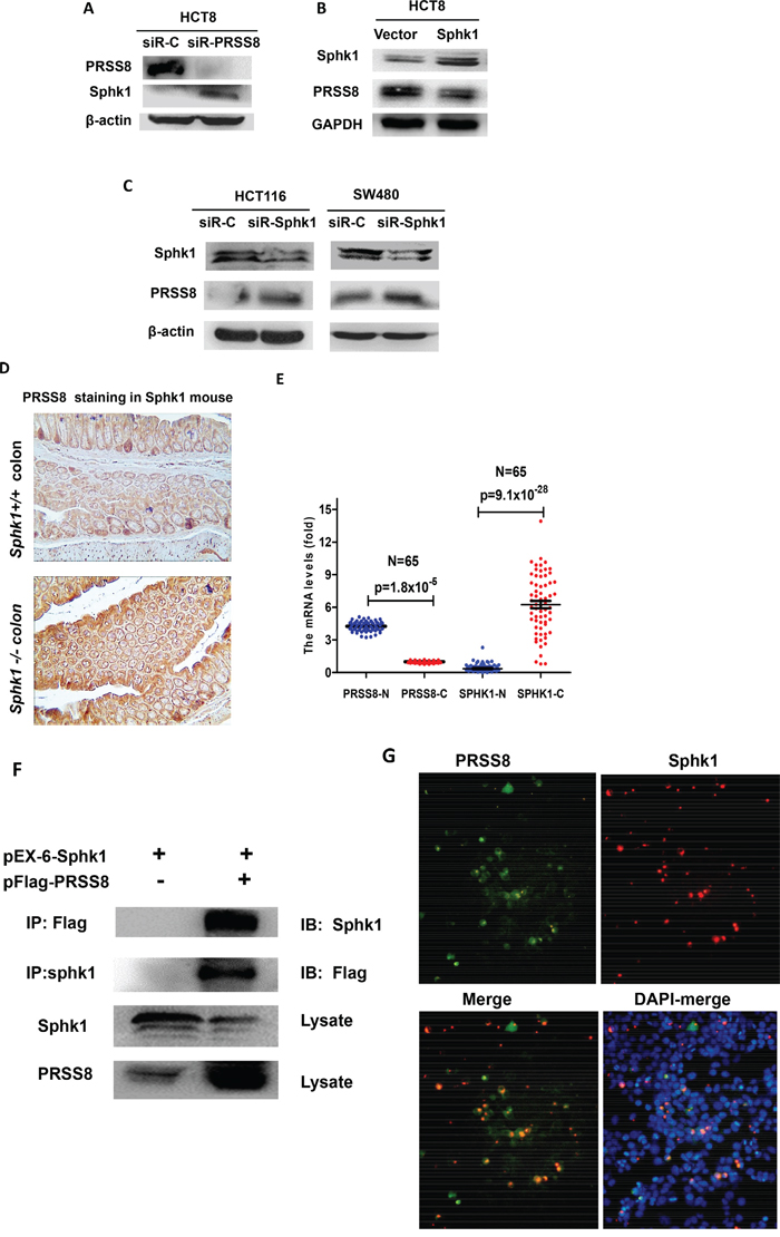 Negative interaction between PRSS8 and Sphk1/S1P/Stat3/Akt signaling in colorectal cancer cells, in Sphk1 mouse models and in human colorectal cancers.