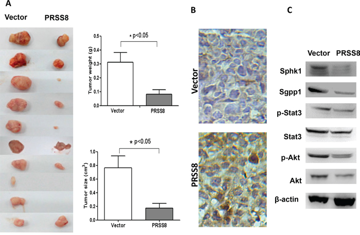 PRSS8 inhibited colon cancer cell growth in nude mice.