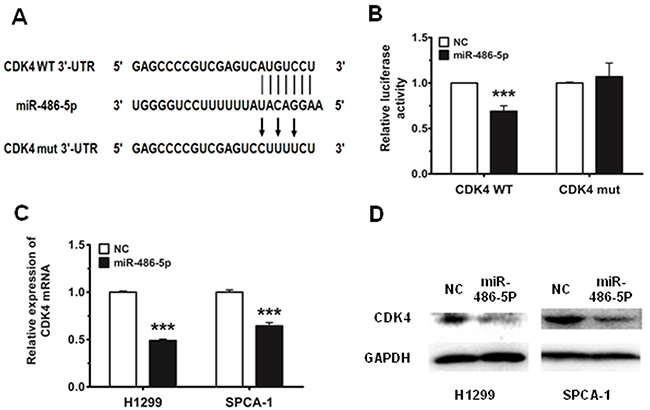 CDK4 is a direct target of miR-486-5p.