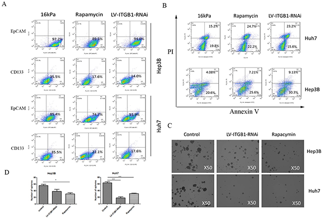 Integrin &#x03B2;1 knockdown and mTOR inhibitor reverse higher matrix stiffness-mediated HCC stemness characteristics.