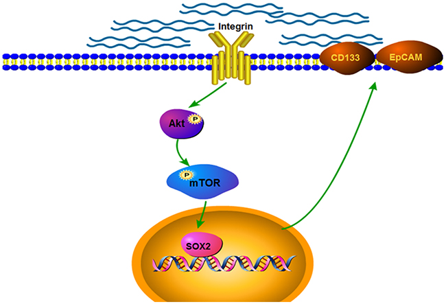 Schematic diagram of the proposed mechanism by which matrix stiffness drives integrin &#x03B2;1/Akt/mTOR/SOX2 signaling pathway to regulate the stemness characteristics of HCC.