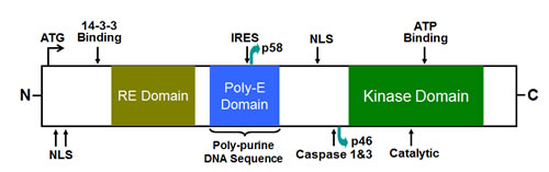 Schematic diagram of the full length CDK11 protein kinase.