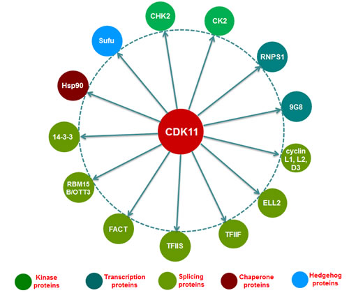 Interacting proteins with CDK11 in transcription and RNA processing.