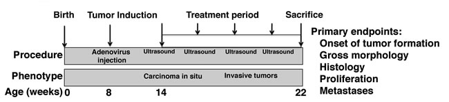 Study design for preclinical analyses of intravesical chemotherapy.