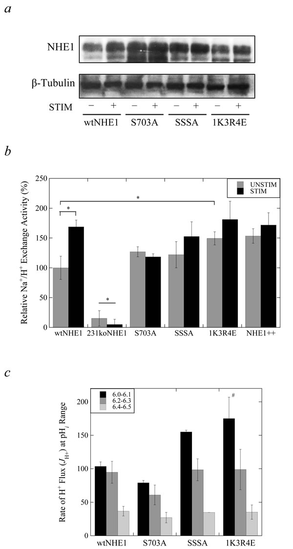 Characterization of wild-type and mutant NHE1 expression and Na