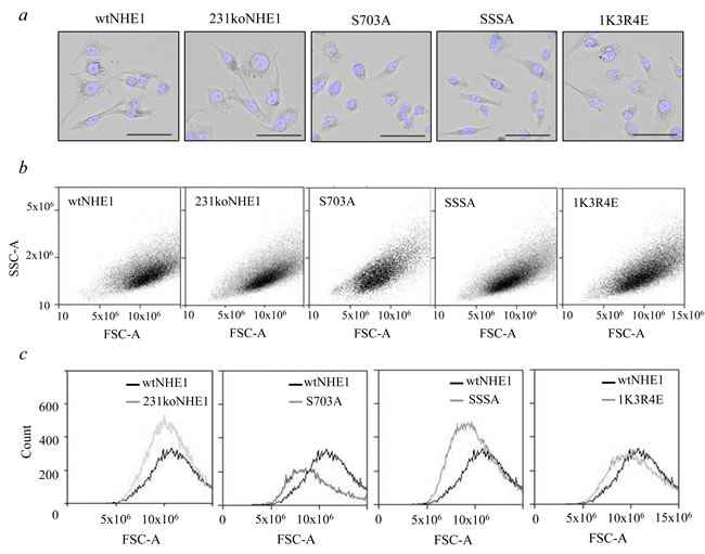 Comparison of morphology of mutant and wild-type NHE1-expressing MDA-MB-231 cells.