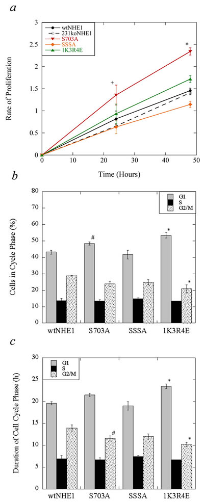 Cell proliferation and cell cycle analysis of mutant and wild-type NHE1-expressing MDA-MB-231 cells.