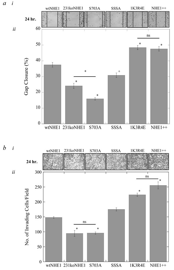 Rates of migration and invasion of mutant NHE1 cells compared to wild-type NHE1-expressing cells and 231koNHE1 cells.