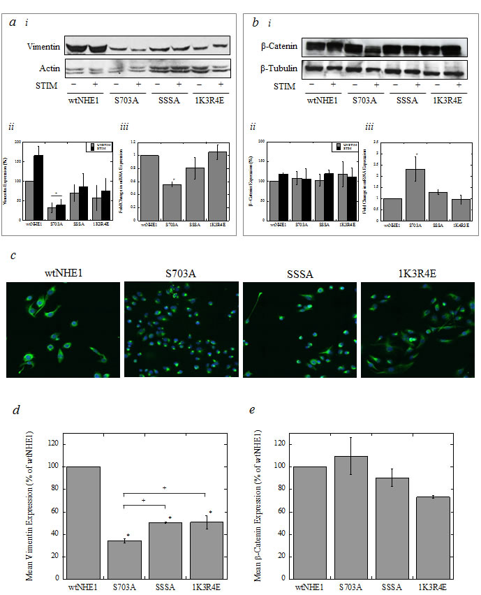 Expression of vimentin and &#x3b2;-catenin in wild-type and mutant NHE1-expressing cells.