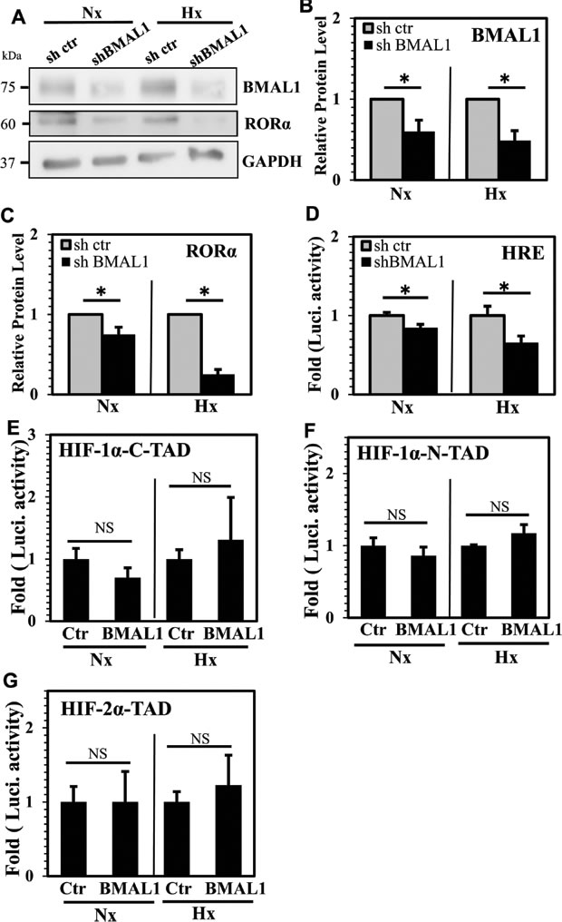 BMAL1 controls HIF-1 activity without affecting HIF-&#x3b1;-TAD function.