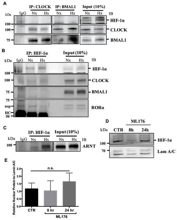 BMAL1 and ROR&#x3b1; do not bind to HIF-1&#x3b1; in NP cells.